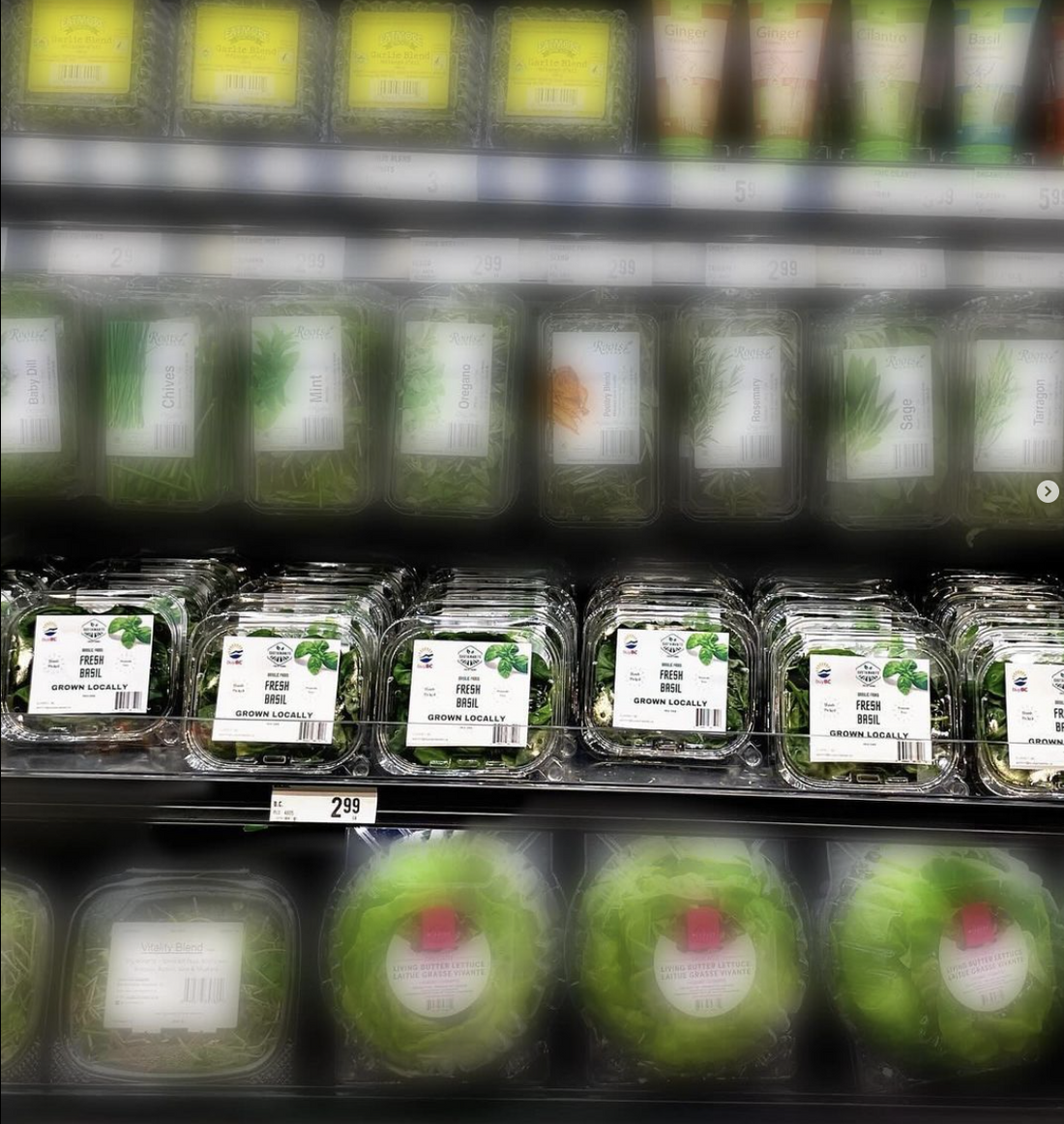 Discover Sustainabite Fresh Farms Across Vancouver: Fresh Basil Near You!