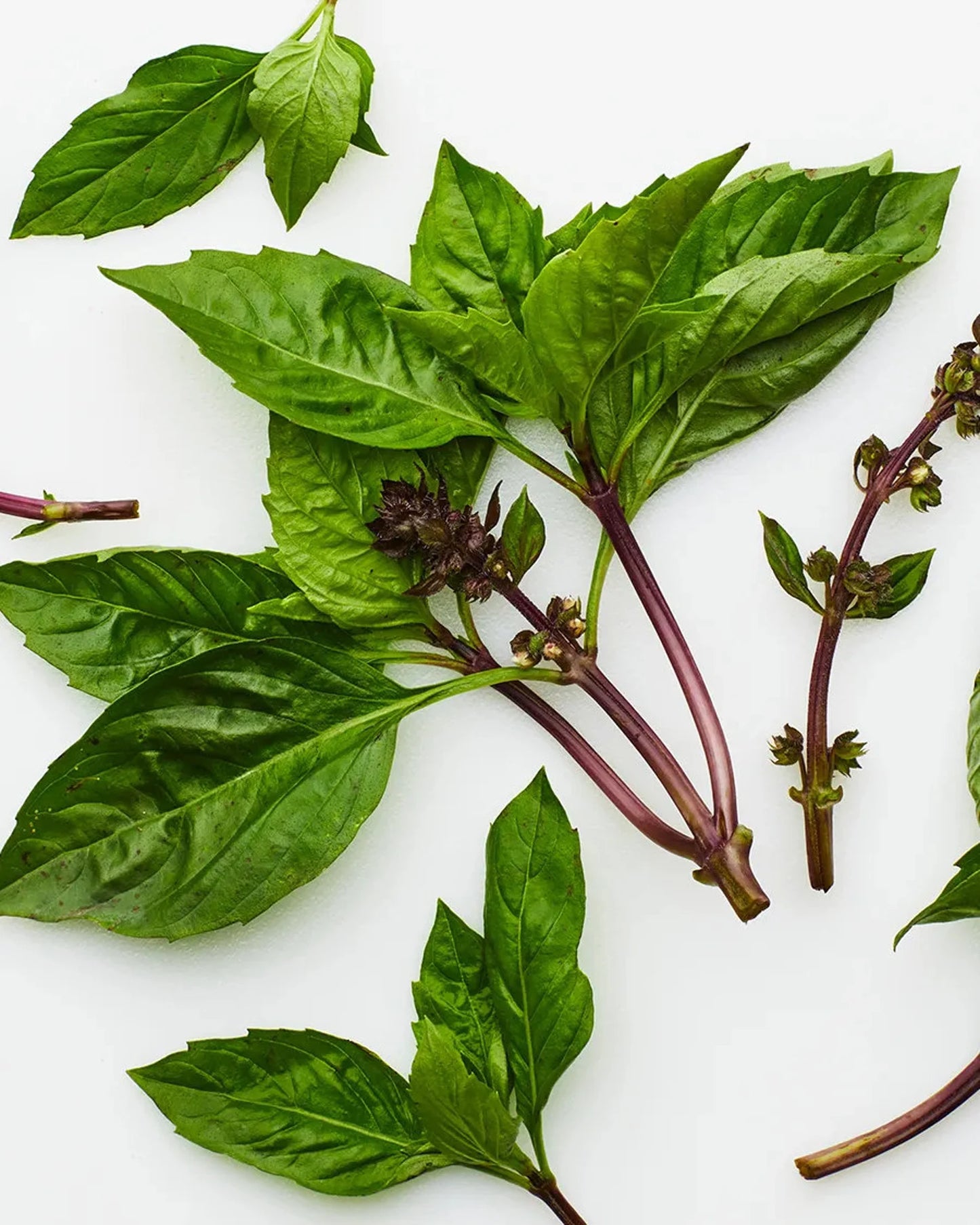 Thai Basil Bulk 1 lb