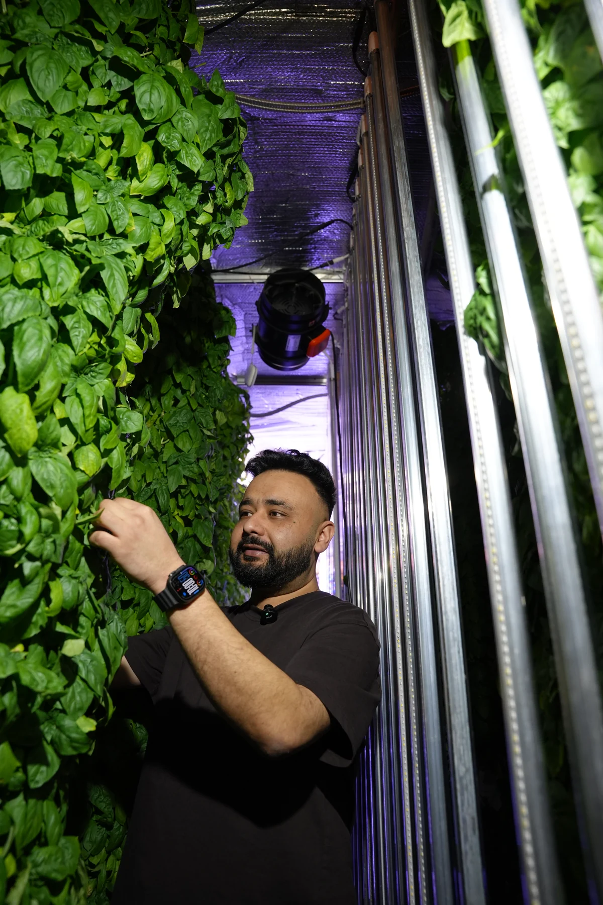 A grower examining basil on a planted vertical tower.