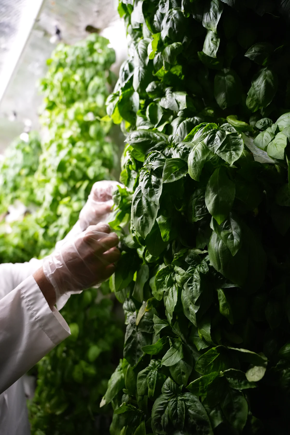 Gloved hands checking plants inside the Surrey growing room.