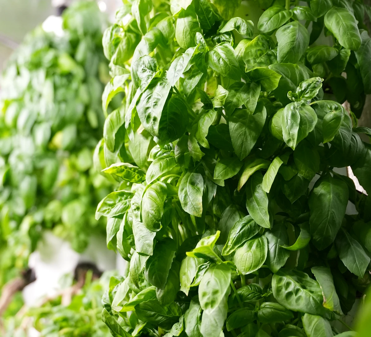Dense green basil growing on vertical towers inside our operating Surrey farm.