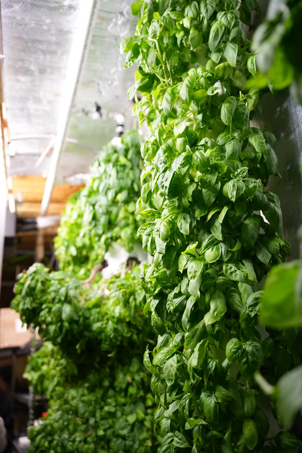 Healthy green basil growing in vertical columns at our operating Surrey farm.