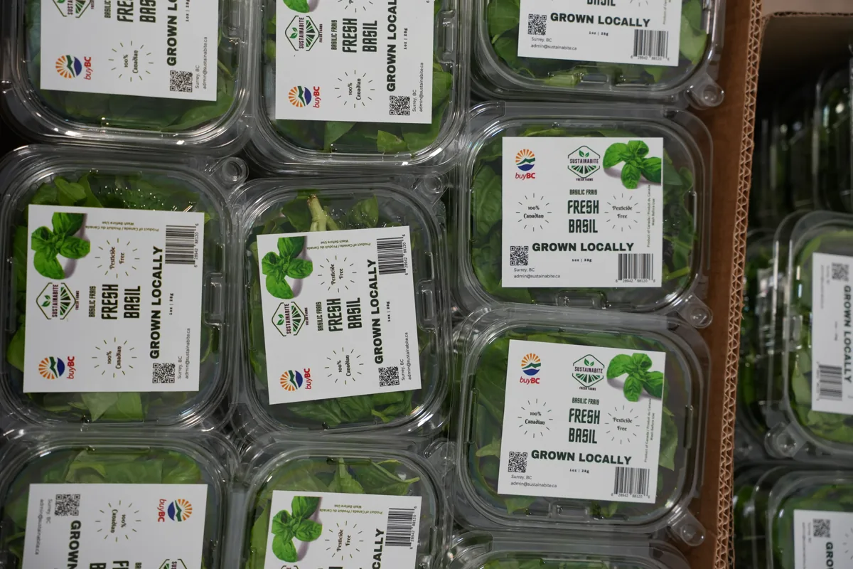 Labelled Sustainabite basil packs prepared for local customers.