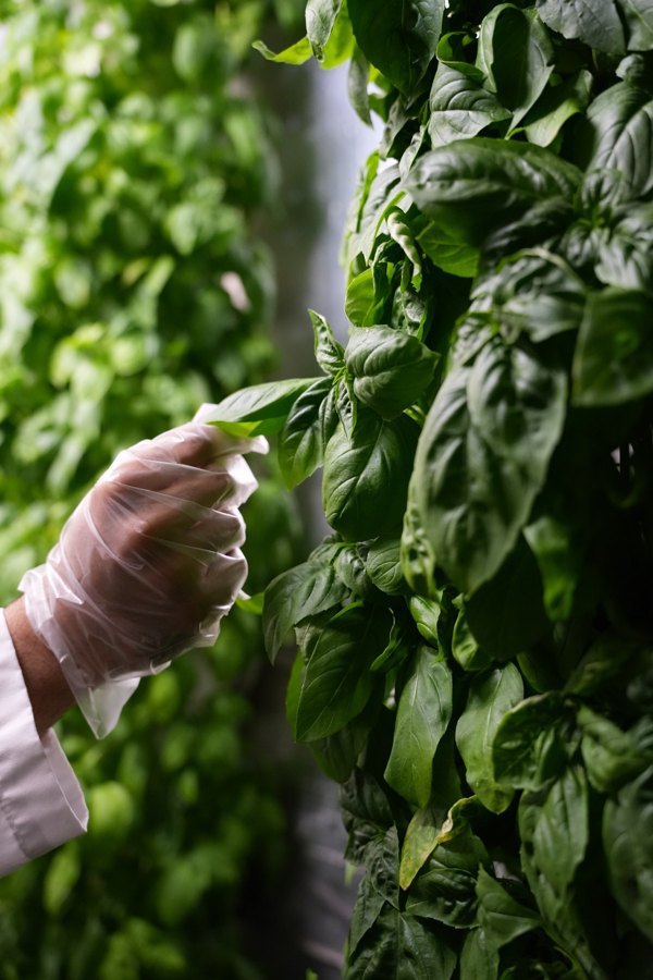 A gloved hand holding a basil leaf on a planted growing column at Sustainabite’s Surrey farm.