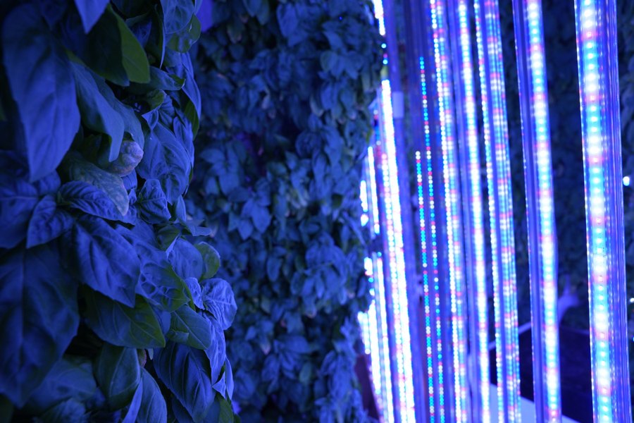 Basil growing columns and vertical LED fixtures inside Sustainabite’s Surrey farm.