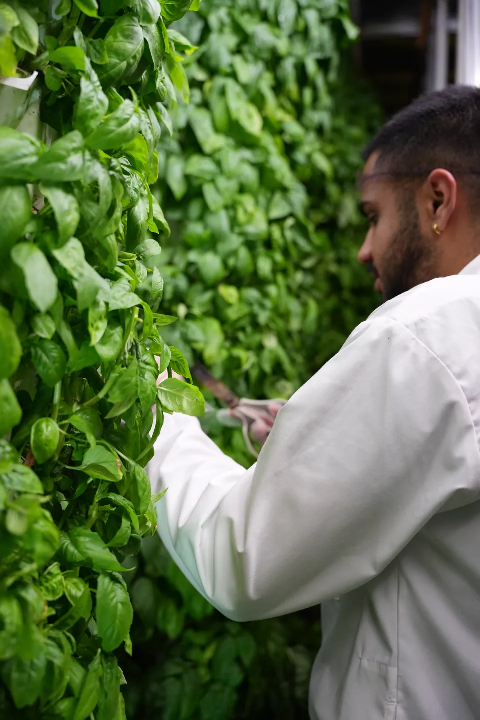 Basil being harvested with scissors among planted towers.