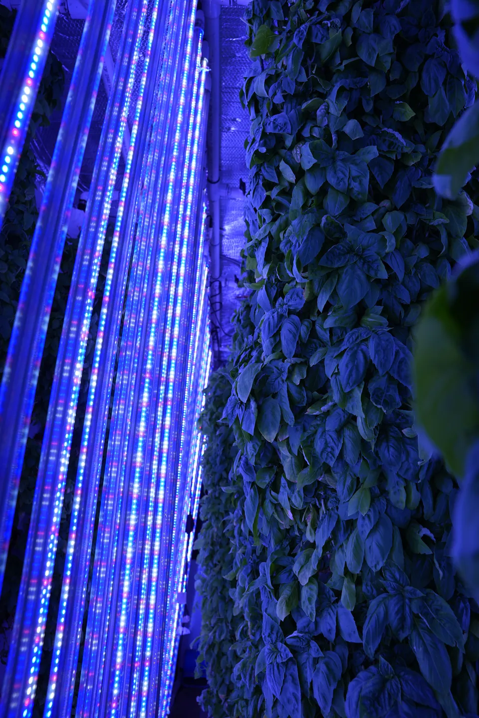 Vertical LED bars beside a densely planted tower inside the farm.