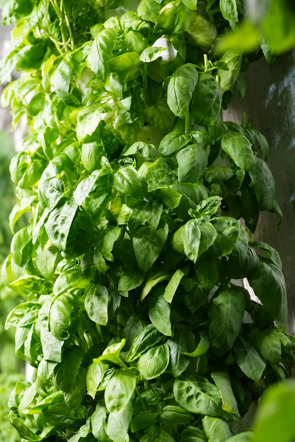A close view of dense green basil leaves on a vertical growing tower.