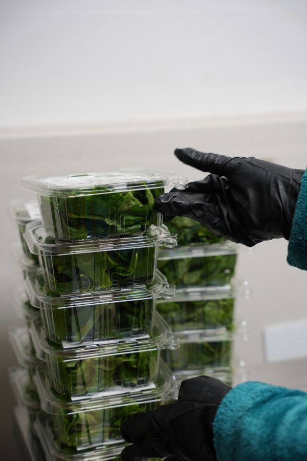 Gloved hands arranging packs of fresh basil at Sustainabite’s Surrey farm.