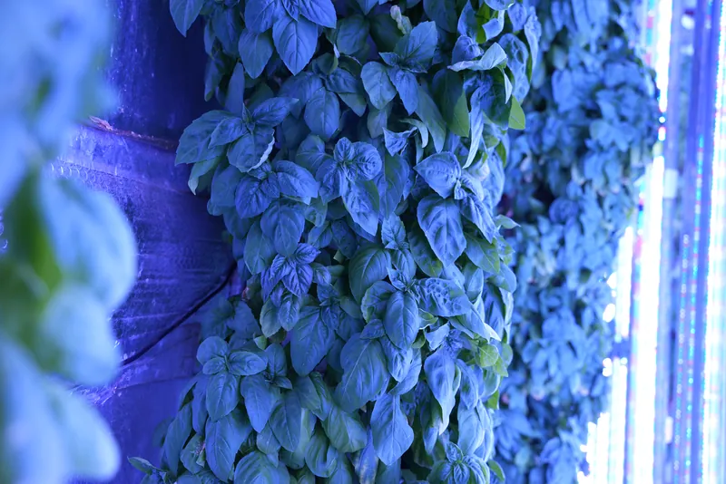 Basil growing beside vertical lights inside Sustainabite’s Surrey farm.