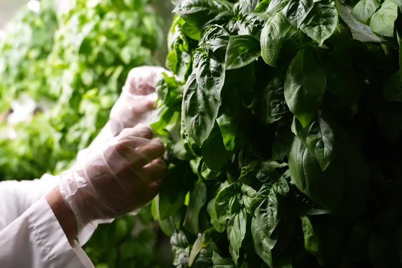 Gloved hands harvesting basil from a leafy vertical growing column.